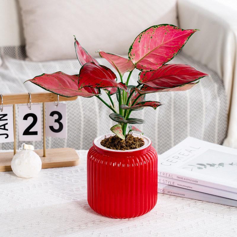 自动吸水透明懒人花盆水培树脂多肉发财树白掌办公桌面装饰小花盆,鲜花速递/花卉仿真/绿植园艺,花盆,淘宝优惠券,粉丝福利购,淘宝优惠卷