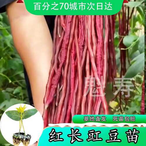 寿光无架红豆角苗秧种籽免搭架四季阳台盆栽红绿豇豆四季豆地豆子