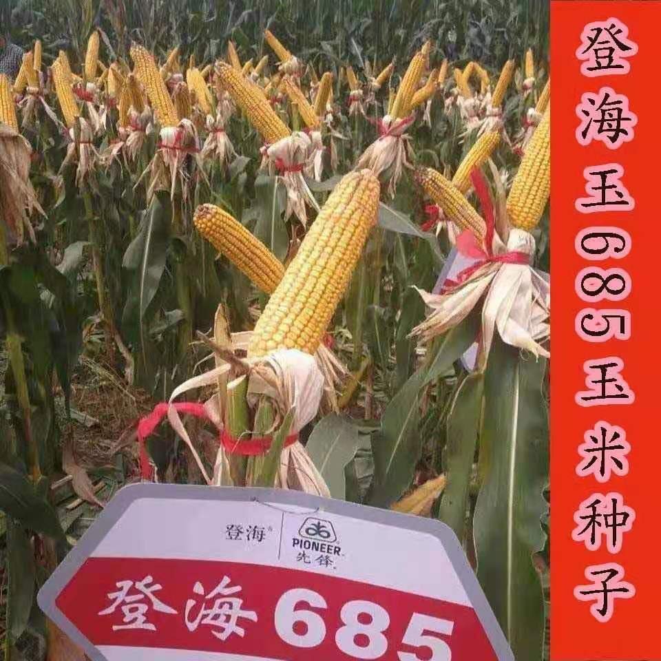 登海685玉米种子春夏质量可靠