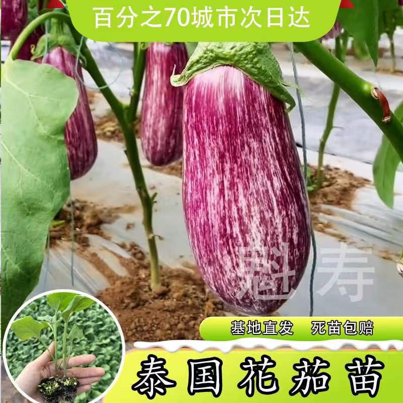 五彩茄子种苗花皮茄子种子花长茄种子春秋季阳台盆栽四季蔬菜种子