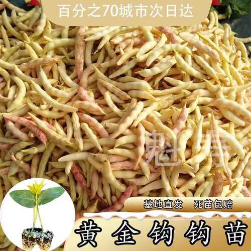 黄金钩架豆种苗东北油豆角种籽黄金勾农家菜园庭院蔬菜种子大全