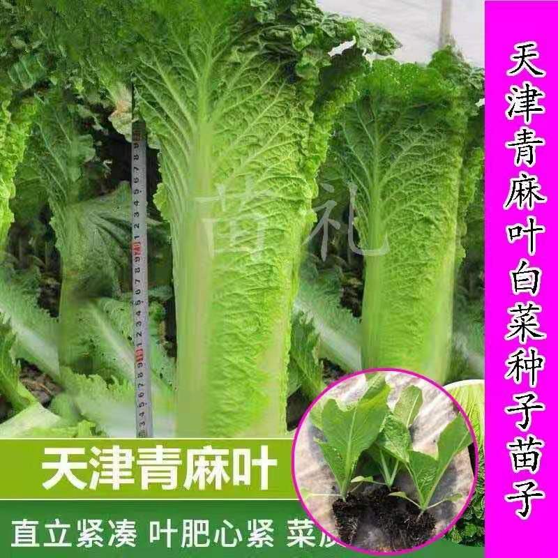 天津青麻叶白菜种苗子抗病高帮直筒包心大白菜种籽四季播蔬菜种 鲜花速递/花卉仿真/绿植园艺 种苗/半成品盆栽 原图主图