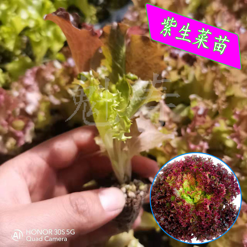 紫生菜种子红叶罗莎紫色沙拉紫叶种籽苗四季菜盆栽蔬菜孑奶油蔬莱