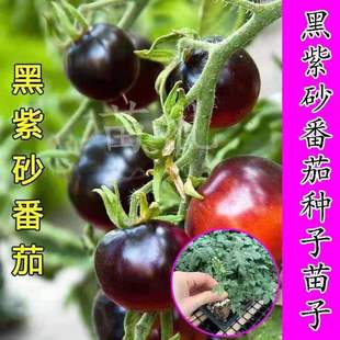 黑紫砂番茄种子黑色番茄种籽小西红柿洋柿子种子种苗蔬菜种孑苗子