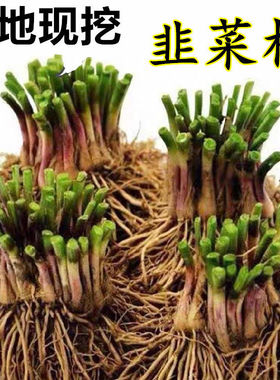 盆栽蔬菜韭菜根绿色蔬菜种苗蔬菜种子家庭园艺绿植四季种植包成活