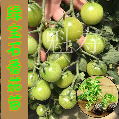 绿宝石小番茄苗秧四季盆栽阳台贼不偷青口蜜樱桃西红柿种子寿光