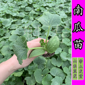 贝贝南瓜苗板栗南瓜高产小南瓜种子甜糯粉四季蔬菜籽黄贝贝种苗