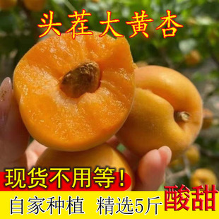 山西大黄杏当季新鲜时令水果金太阳现摘现发包邮3/5斤孕妇酸杏子