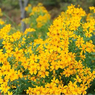 芳香万寿菊盆栽苗 芳香浓香形 有驱蚊效果植物原土发货易成活耐热