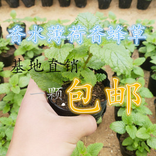 食用香草 柠檬香水薄荷 香蜂草 植物盆栽苗 泡茶提神 薄荷茶 包邮