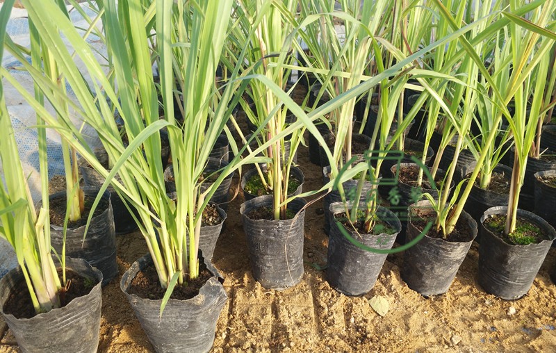 新鲜柠檬香茅草盆栽香茅草苗泰国柠檬草香草香料原土发货易活包邮