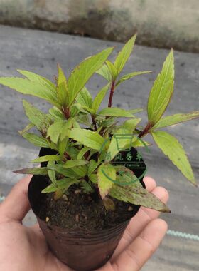 佩兰中药可食用带原土发货植物