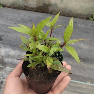 好养易活 中草药佩兰 大泽兰 兰草中药植物盆栽苗 植物带原土发货