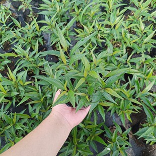 紫叶马蓝盆栽苗花镜植物阳台庭院花卉耐寒四季常青耐寒耐热马兰花