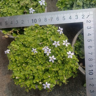 新西兰半边莲花苗盆栽苗庭院绿化植物四季开花草坪耐热耐寒