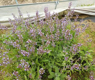 巴格旦/巴格达苗 芳香鼠尾草西餐香料香草苗可食用易成活原土发货