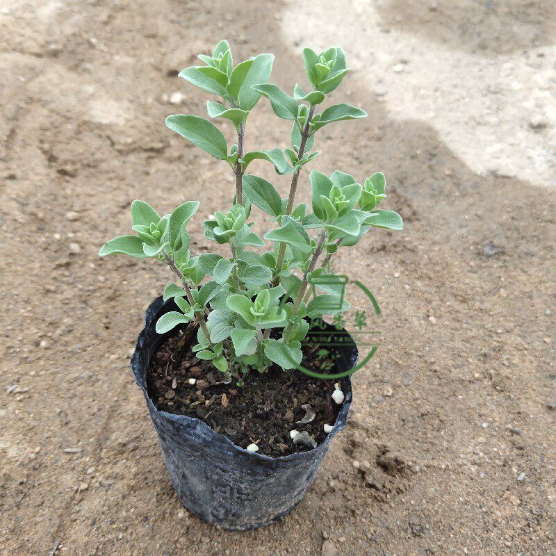 香草芳香绿植马郁兰马约兰植物盆栽小苗西餐厅香料原土发货好养活