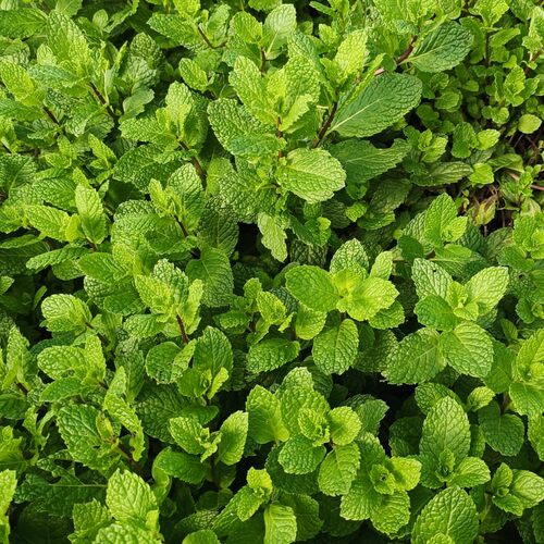 小叶十香菜盆栽苗大叶十香菜盆栽