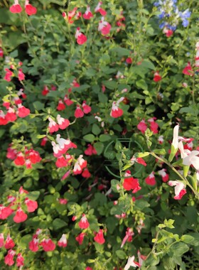 天蓝鼠尾草苗天蓝色花植物苗庭院花园绿植