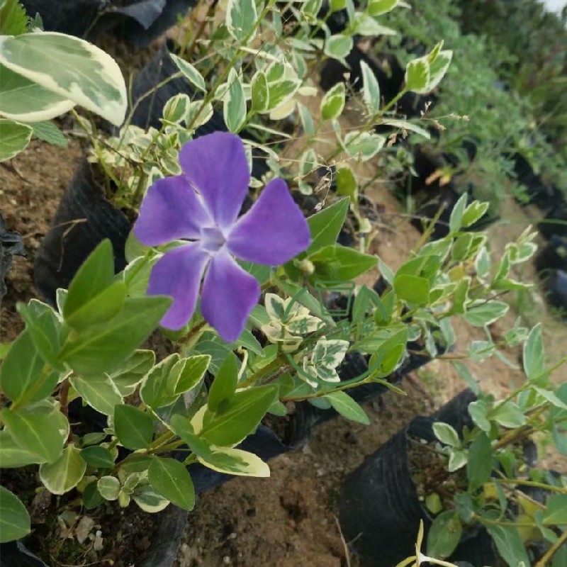 花叶蔓吊兰锦花叶蔓长春常绿藤本盆栽苗