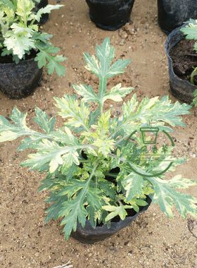 金边黄金艾草盆栽苗 艾蒿苗 可食用花叶植物 带原土发货 易活包邮