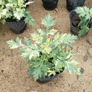 金边黄金艾草盆栽苗 艾蒿苗 可食用花叶植物 带原土发货 易活包邮