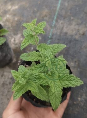 多品种新鲜可食好养驱蚊
