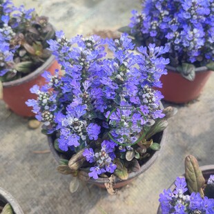 姬十二单筋骨草盆栽花卉矮生活匍匐花卉阳台庭院耐寒鲜活原土易活