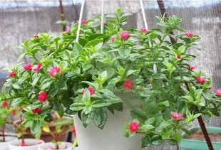 心叶日中花口红牡丹吊兰阳台盆景食用穿心莲多年生常绿藤蔓包邮