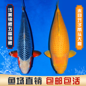 日本锦鲤赤目介子红白大正孔雀昭和菲写白写血统鱼芥子观赏鱼 包邮