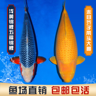 日本锦鲤赤目介子红白大正孔雀昭和菲写白写血统鱼芥子观赏鱼包邮