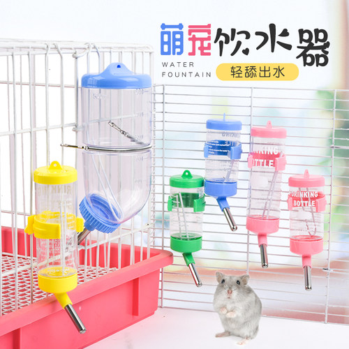 兴兴文仓鼠颜色随机荷兰猪