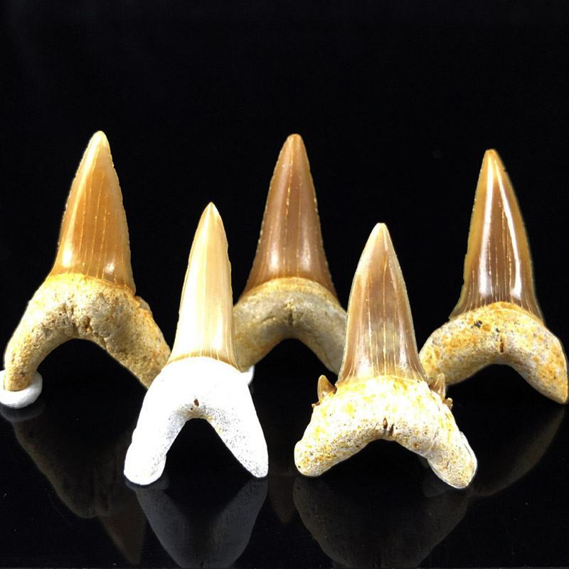 天然鲨鱼牙齿化石海洋古生物保真原石儿童礼物品收藏科普教学标本