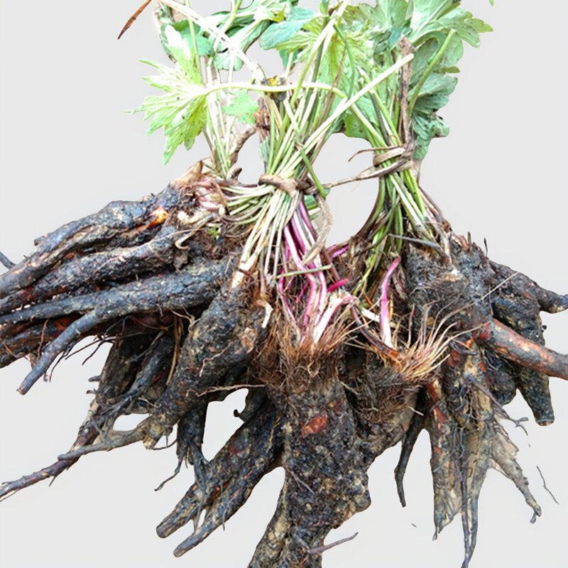 地产新鲜虎掌草中草药材 贵州药草见风青见风蓝草玉梅溪畔银莲花