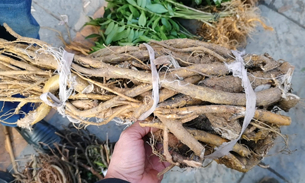 贵州新鲜苦参根全根湿货 中药材山槐根地参根苦地根草药泡澡500克