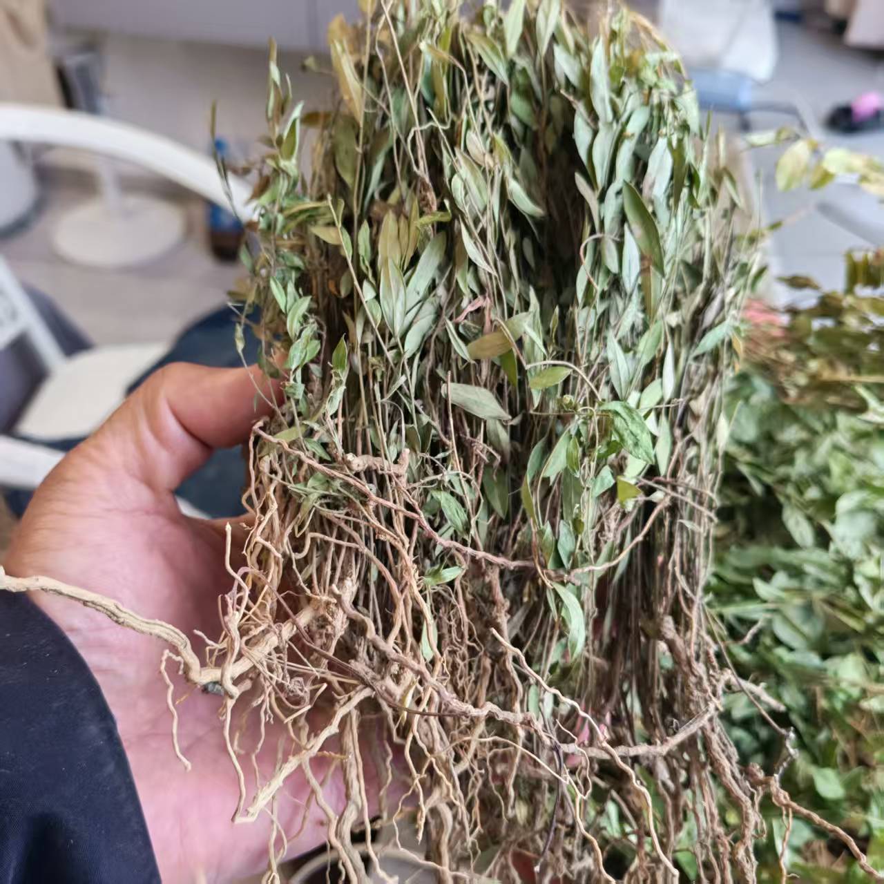 地产药草瓜子金瓜子草中药材 贵州惊风草山货瓜米细辛煲汤中草药
