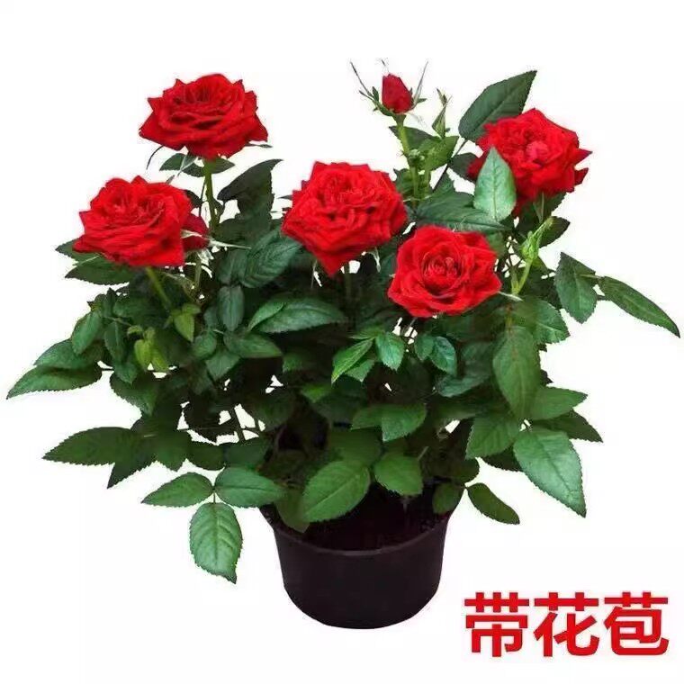 月季花苗盆栽带花苞四季花开果汁阳台特大花卉植物老桩玫瑰花树苗图片