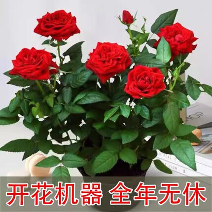 玫瑰花苗带花苞月季特大花树四季开盆栽花卉室内阳台易活绿植物