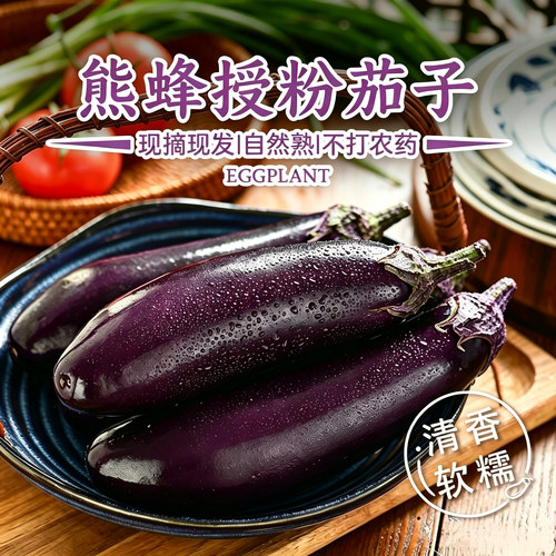 蜂果家熊蜂授粉茄子自然熟无激素