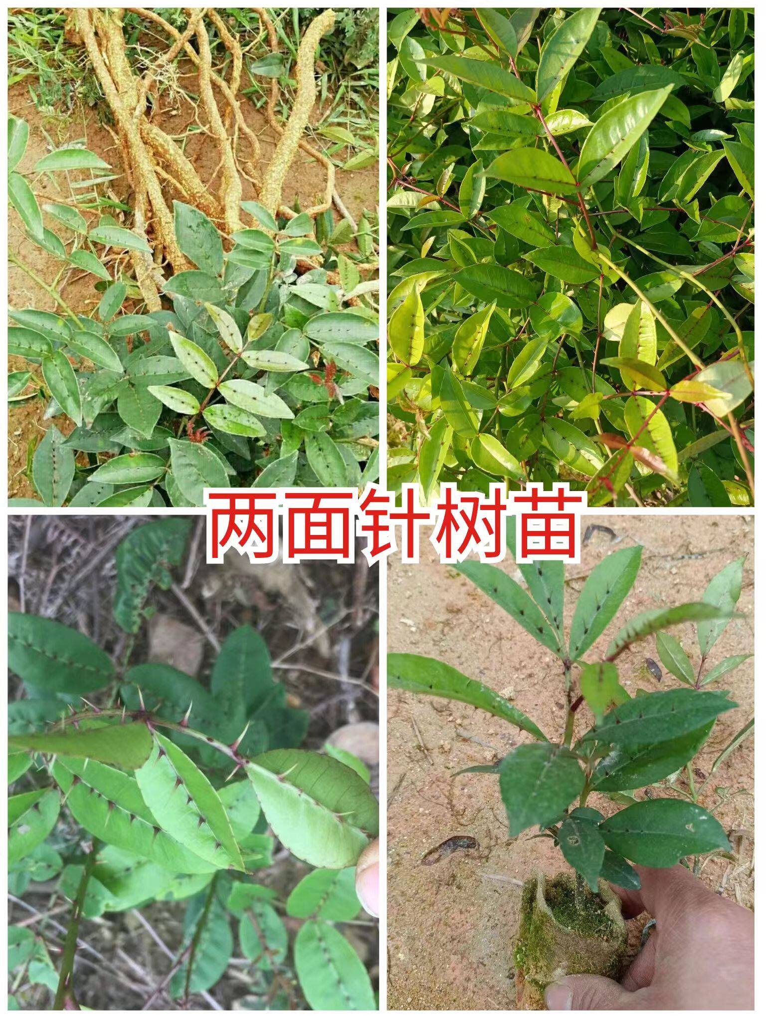 广西正宗两面针树苗下山虎入地金牛双面刺山椒扦插营养袋苗
