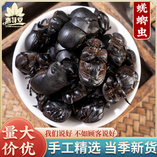 蜣螂中药材100g克 野生屎壳郎 圣甲虫 大将军 清水蜣螂虫 包邮