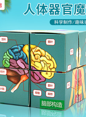 diy科趣生物器官魔方科学实验