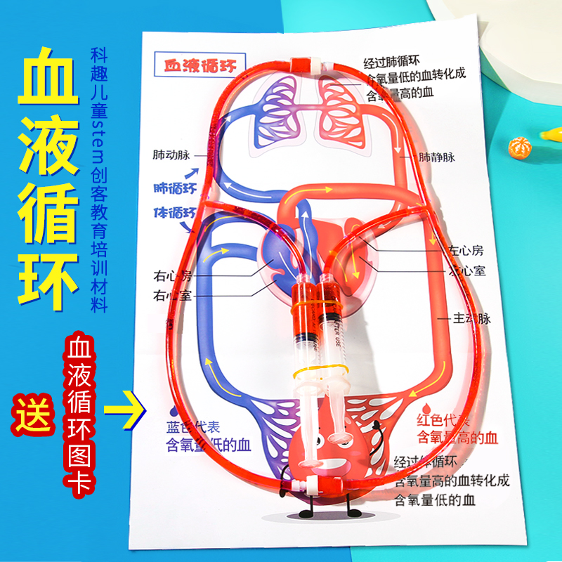 DIY人体血液循环小学生科学实验 小发明创造stem手工物理材料教具