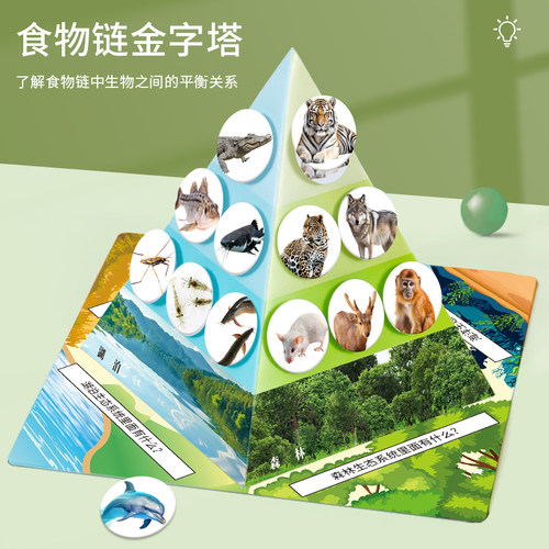 科趣生物diy食物链金字塔科学
