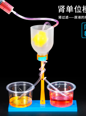 科趣diy肾单位模型科学实验