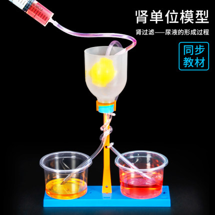 肾单位模型肾过滤制作材料包DIY手工初中生物儿童科学小实验套装