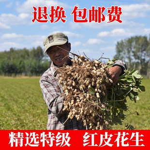 小孟红皮花生花生带壳米农家生新晒干花生5斤散装