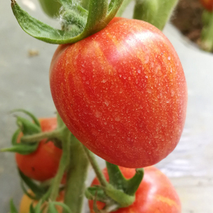 花绣球番茄种苗盆栽圣女果樱桃番茄种籽水果番茄种苗四季蔬菜种