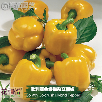 歌利亚金缕梅杂交甜椒种子进口菜椒四季播盆栽蔬菜种籽瓜果辣椒苗