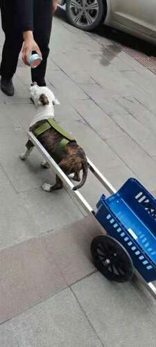 狗狗拉车价格 狗狗拉车图片 星期三
